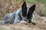 BOUVIER AUSTRALIEN 343